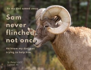 Photo of a ram with large horns with the words Sam never flinched not once.